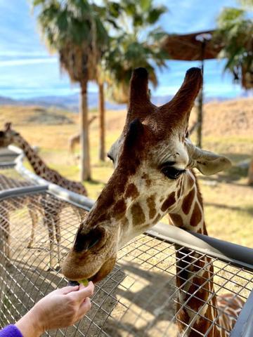 A person feeds a giraffe at the Living Desert